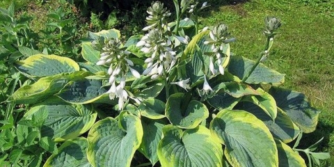 Hosta siebold